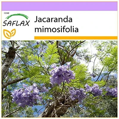 Imagen de SAFLAX Palisandro 50 semillas Jacaranda mimosifolia