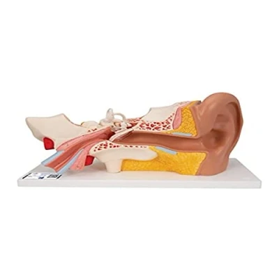 Imagen de 3B Scientific E10 Modelo Anatómico Humano Oído, 3 veces su Tamaño Natural, 4 Piezas + App de anatomía gratuita Smart Anatomy