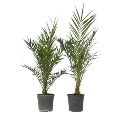 Imagen de Plant in a Box Phoenix Canariensis Set de 2 Palmera Canaria XL Maceta 19cm Altura 80 100cm