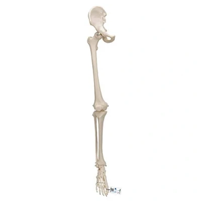 Imagen de 3B Scientific A36 Modelo de anatomía humana Esqueleto Una Pierna Con Parte Hueso la Cadera + App gratuita Smart Anatomy