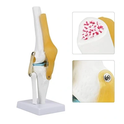 Imagen de Wosume Articulación de Rodilla anatómica con Modelo ligamentos, tamaño Natural