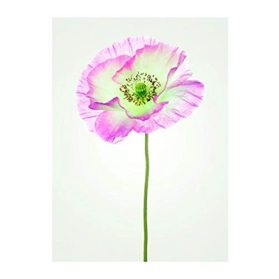 Imagen de Komar P069 40x50 cm Póster para pared (40 x 50 cm), diseño de amapolas