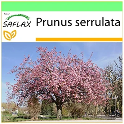 Imagen de SAFLAX Cerezo japonés 30 semillas Prunus serrulata