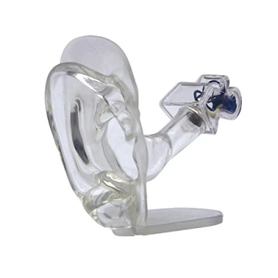 Imagen de GPI Anatomicals Modelo transparente de oído