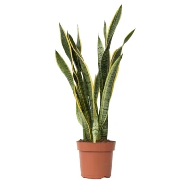 Imagen de Plant in a Box Sansevieria Laurentii Maceta 21cm Altura 65 75cm
