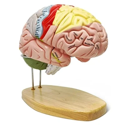 Imagen de UIGJIOG Anatomía Modelo del Cerebro Humano, 2X de Humano tamaño Natural, numerado, con 4 Partes para estudiar anatómico enseñanza