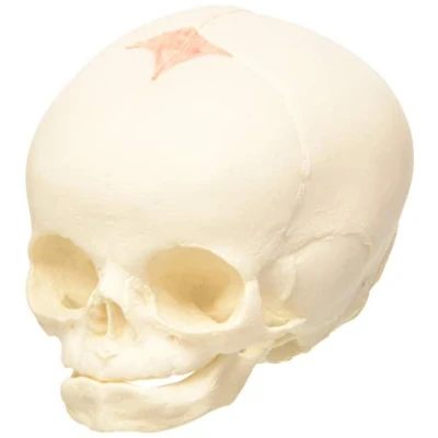 Imagen de 3B Scientific A25 Modelo Anatómico Humano Cráneo de Feto, 30 semana embarazo + App anatomía gratuita Smart Anatomy