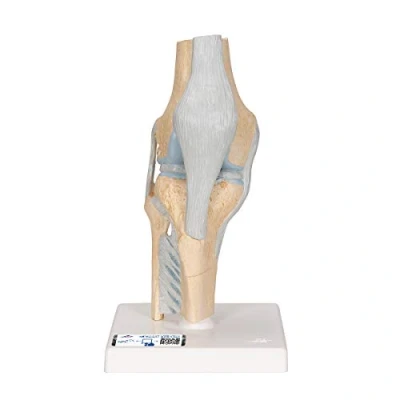Imagen de 3B Scientific A89 Modelo de anatomía humana la Articulación Rodilla, Dividido En 3 Parte + App gratuita Smart Anatomy