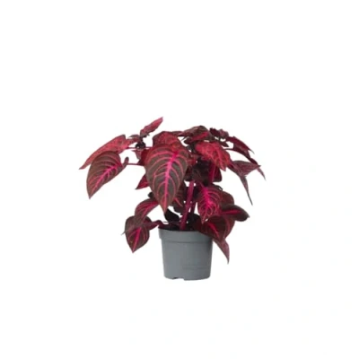 Imagen de Plant in a Box Iresine Herbstii &#039;Red&#039; Planta de bistec Rojo interior Maceta 13cm Altura 20 30cm