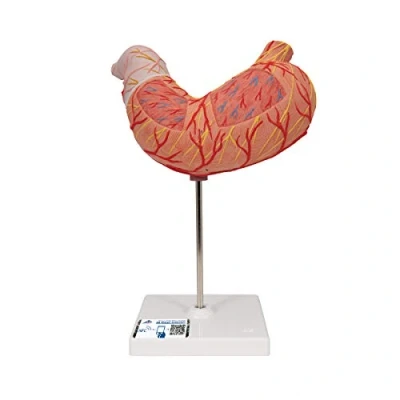 Imagen de 3B Scientific K15 Modelo de anatomía humana Estómago, En 2 Piezas + App gratuita Smart Anatomy