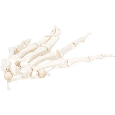 Imagen de 3B Scientific A40/2 Modelo de anatomía humana Esqueleto la Mano Ensartada En Forma Suelta Con Un Nylo + App gratuita Smart Anatomy