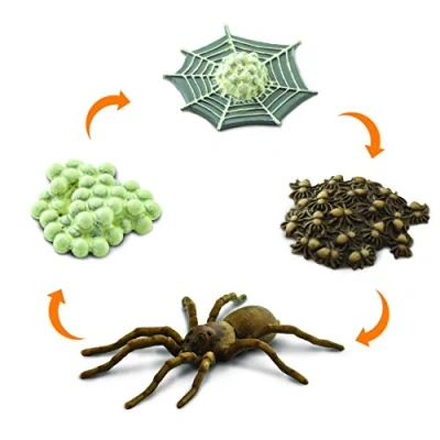 Imagen de Safari Ltd. Safariology Life Cycle Series Ciclo de vida una araña Figura juguete para niños y niñas A partir 3 años