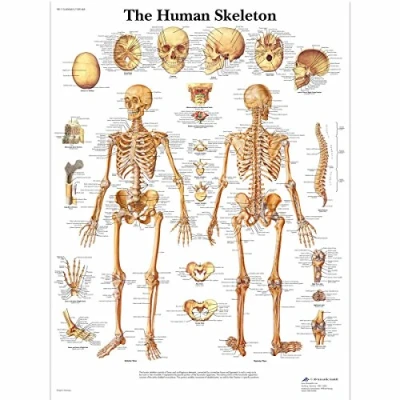 Imagen de 3B Scientific Tabla de esqueleto y calabazas la escala heces científica Da Vinci
