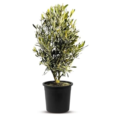 Imagen de Olivo Olea Europea en forma de arbusto, altura aprox. 75 cm, incluye maceta, A+