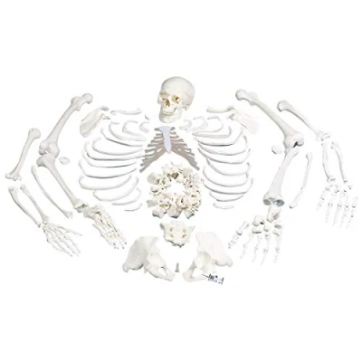 Imagen de 3B Scientific A05/1 Esqueleto Completo, Desarticulado con Cráneo, 3 Piezas + App de anatomía gratuita Smart Anatomy