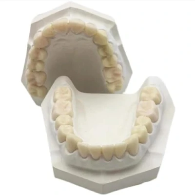 Imagen de modelo dental de resina con base yeso, práctica preparación 28 dientes, para enseñanza estudio