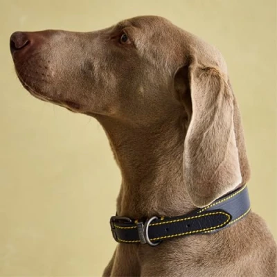 Imagen de Joules Rosewood Collar de Cuero para Perro, Color Azul Marino, Talla M