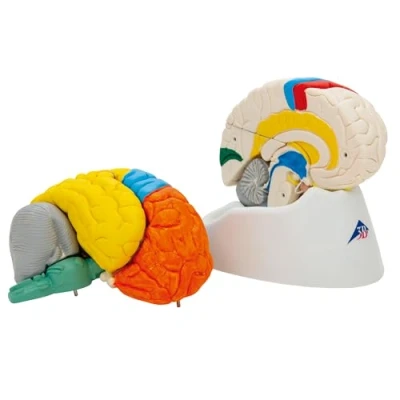 Imagen de 3B Scientific C22 Modelo Anatómico Humano de Cerebro Neuro anatómico, Desmontable En 8 Piezas + App anatomía gratuita Smart Anatomy