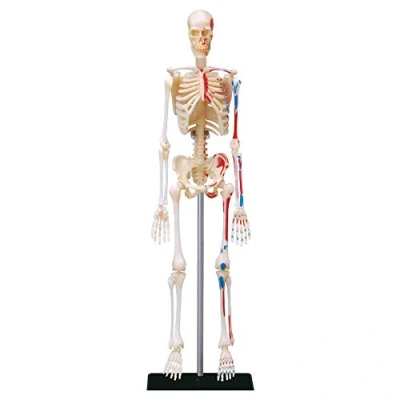 Imagen de EXPLORA Esqueleto Anatomía del Cuerpo Humano 546059 Modelo Realista de 46 Piezas Instrucciones Ensamblaje y Cuestionario Educativo Juego para Niños Científico A Partir 8 años
