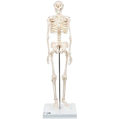 Imagen de 3B Scientific A18 Modelo de anatomía humana Mini esqueleto “Shorty“ + App gratuita Smart Anatomy