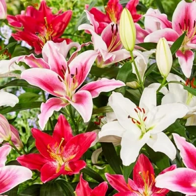 Imagen de Colección Oriental Lilies (15 bulbos) en 5 tipos, 3 de cada color, bulbos perennes y resistentes, mezcla los Países Bajos para el jardín (bulbos grandes, sin semillas, no artificiales)