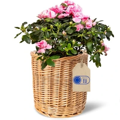 Imagen de Creative Home Cesta de Mimbre Clara 21 x cm (+/ 2 cm) Cubierta para Maceta Decorativa Tejida a Mano Balcón Macetero Natural Flores Plantas