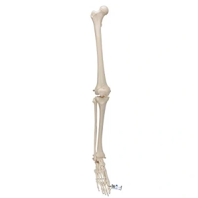 Imagen de 3B Scientific A35 Modelo de anatomía humana Esqueleto Una Pierna + App gratuita Smart Anatomy