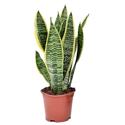 Imagen de DECOALIVE Sansevieria Trifasciata Futura Superba Maceta Ø15cm Altura Aproximada de 50cm