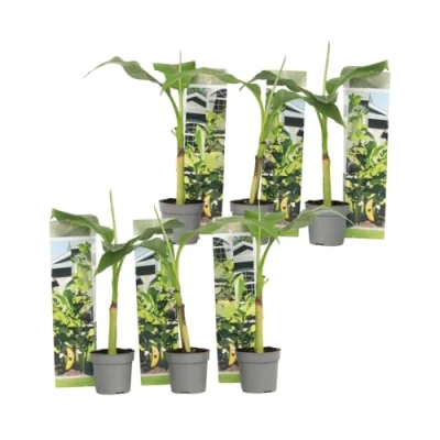 Imagen de Plant in a Box Musa Basjoo Set de 6 Plantas plátano resistentes Maceta 9cm Altura 25 40cm