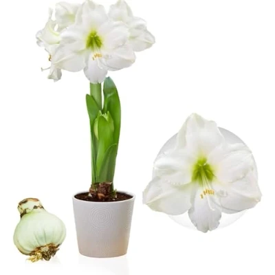 Imagen de bulbo de Amaryllis White Passion, 1 gran tamaño 26/30, exclusivos bulbos flores, plantas y flores Holanda, auténticos Hippeastrum (no semillas, no en cera artificiales).