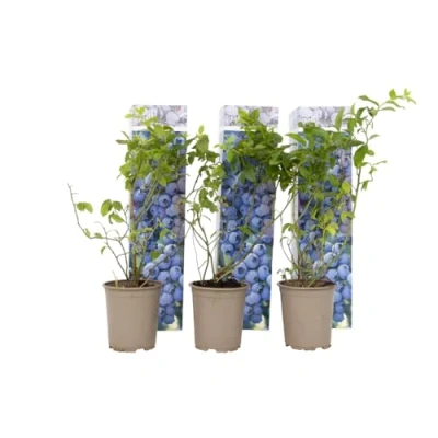 Imagen de Plant in a Box Arándano Set de 6 Vaccinium corymbosum resistente Maceta 9cm Altura 25 40cm