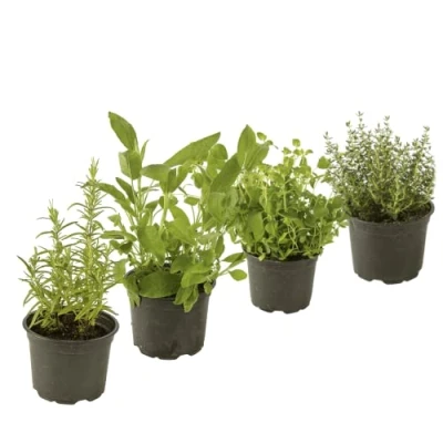 Imagen de DECOALIVE, Plantas para Cocinar Set Romero, Salvia, Orégano y Tomillo Hierbas Naturales