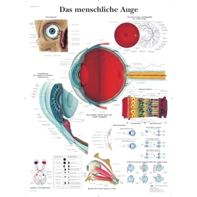 Imagen de 3B Scientific VR0226L Póster explicativo sobre el ojo humano (en alemán)