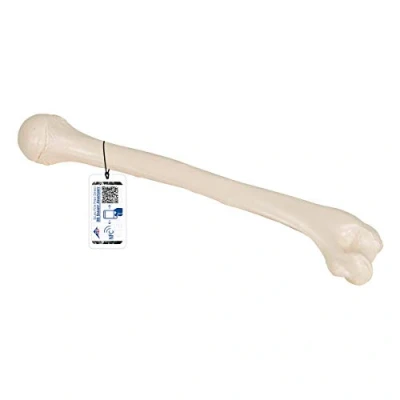 Imagen de 3B Scientific A45/1 Modelo Anatómico Humano de Húmero + App anatomía gratuita Smart Anatomy