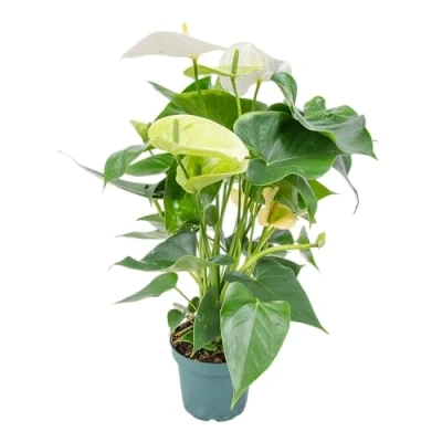 Imagen de Anthurium Planta flamenca blanca cada una interior en maceta de cría cm12 cm 50