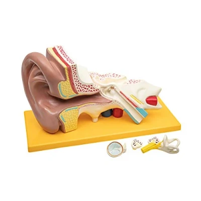Imagen de Elementary Anatomy Modelo anatómico de 4 partes del oído humano con base 3 veces más grande Enseñanza escolar