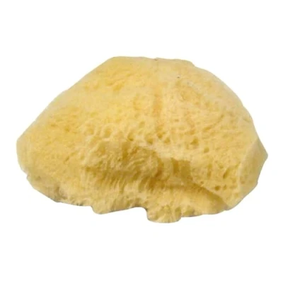 Imagen de Rayher Esponjas naturales Grass, 3 ud, 6 7,5 cm, esponja pintura, 3864600