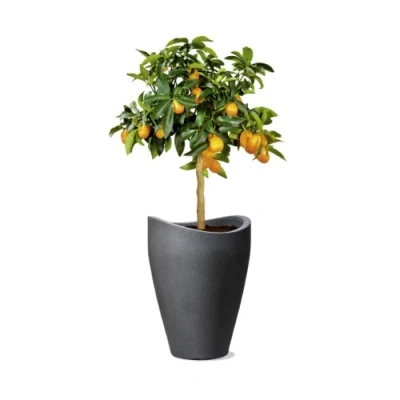 Imagen de Scheurich 54265 0254/40 Jardinera de plástico, Negro