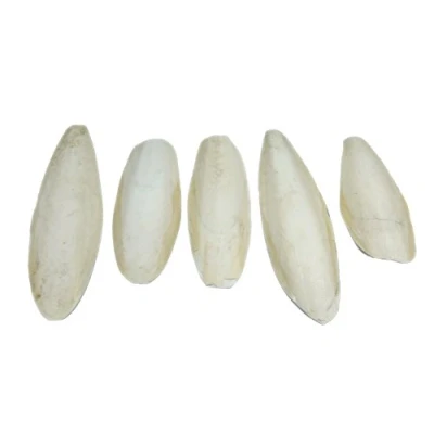 Imagen de Britten &amp; James Pack de 5 grandes jibias naturales, 5.5 a 8 pulgadas, 13 20cm. Nuestras sepias son adecuadas para pericos, periquitos y canarios, tortugas, caracoles terrapinas.