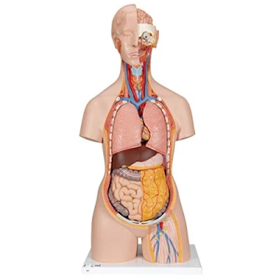 Imagen de 3B Scientific B19 Modelo Anatómico Humano Torso Clásico Con Espalda Abierta, 18 Partes + App de anatomía gratuita Smart Anatomy