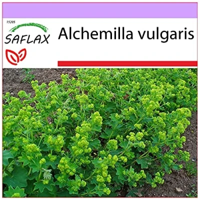 Imagen de SAFLAX Pie de león 100 semillas Alchemilla vulgaris