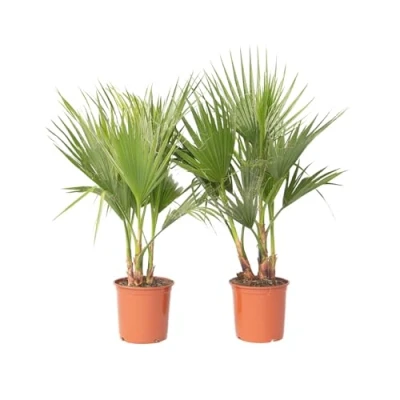 Imagen de Plant in a Box Washingtonia Robusta Set de 2 Palmera mexicana abanico Maceta 15cm Altura 70 90cm