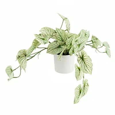 Imagen de Leaf Design UK Planta de follaje Artificial Realista, 30 cm, alocasia, abigarrada