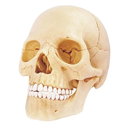 Imagen de EXPLORA Grúa Anatomía del Cuerpo Humano 546086 Modelo Realista de 17 Piezas Instrucciones Ensamblaje y Cuestionario Educativo Juego para Niños Científico A Partir 8 años