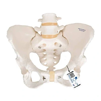 Imagen de 3B Scientific A61 Modelo Anatómico Humano de Esqueleto Pélvico Femenino + App anatomía gratuita Smart Anatomy