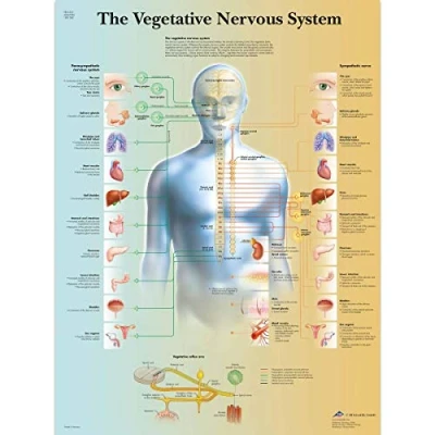 Imagen de 3B Scientific Tabla científica vegetativas sistema diseño con la escala de los nervios