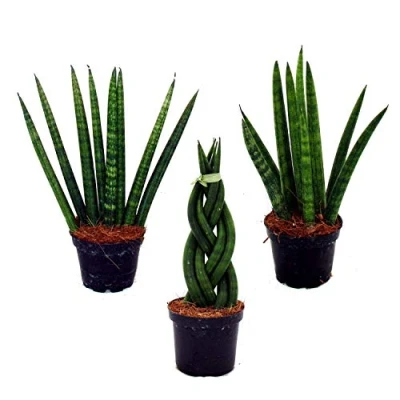 Imagen de Sansevieria cylindrica Set of three different plants in 6,5cm pot Mother law&#039;s Tongue