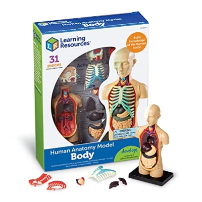 Imagen de Learning Resources Reconocimiento de palabras Recursos aprendizaje LER3336 Modelo anatomía Cuerpo humano