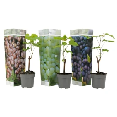 Imagen de Plant in a Box Mezcla de 3 plantas Uva Vitis Vinifera Maceta 9cm Altura 25 40cm