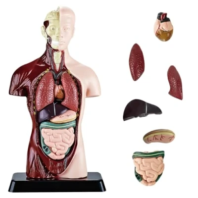 Imagen de Nizirioo modelo de anatomía del cuerpo torso humano, 8 unidades desmontables (24,5 cm), anatómico para estudiantes medicina, médicos y profesores, pantalla formación